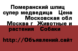 Померанский шпиц супер медведица › Цена ­ 25 000 - Московская обл., Москва г. Животные и растения » Собаки   